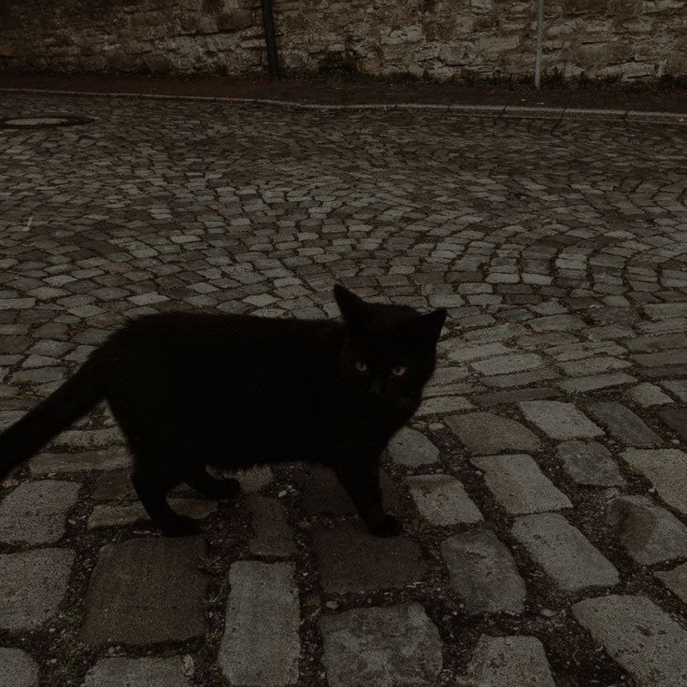 پروفایل خیابان سکوت گربه سیاه تنها
