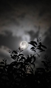 Moon:)🌙‌‌‌‌‌‌‌‌‌‌‌‌‌‌‌‌‌‌‌‌‌‌