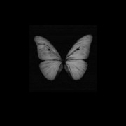 Butterfly 🦋🖤‌‌‌‌‌‌‌‌‌‌‌‌‌‌‌‌‌