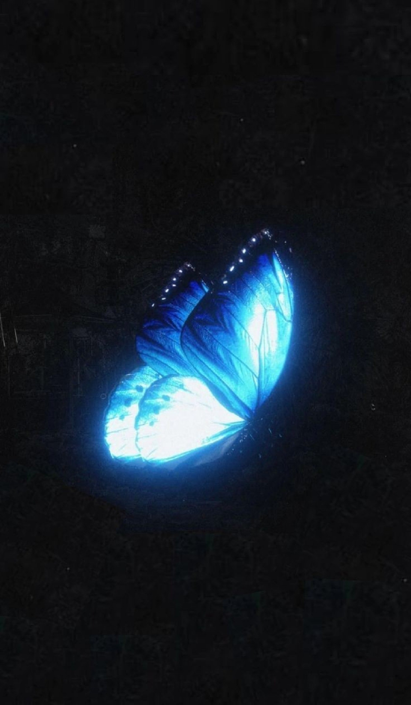 🦋‍ ‌‍‍‍‍