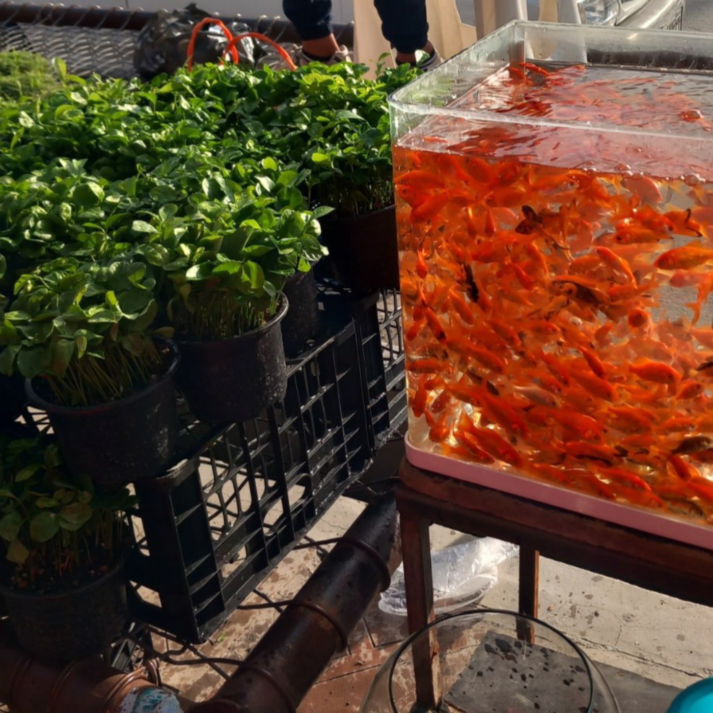 عکاسی ماهی قرمز سبزه نمای بازار