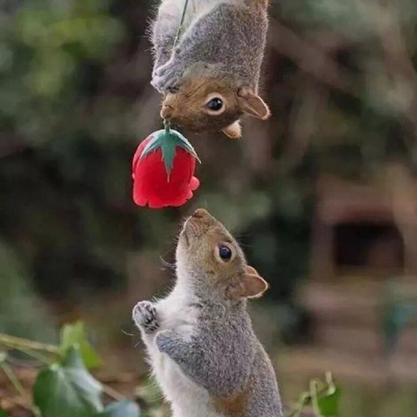 میدونستید سنجاب وقتی عاشق میشه به عشقش گل هدیه میده..!!  