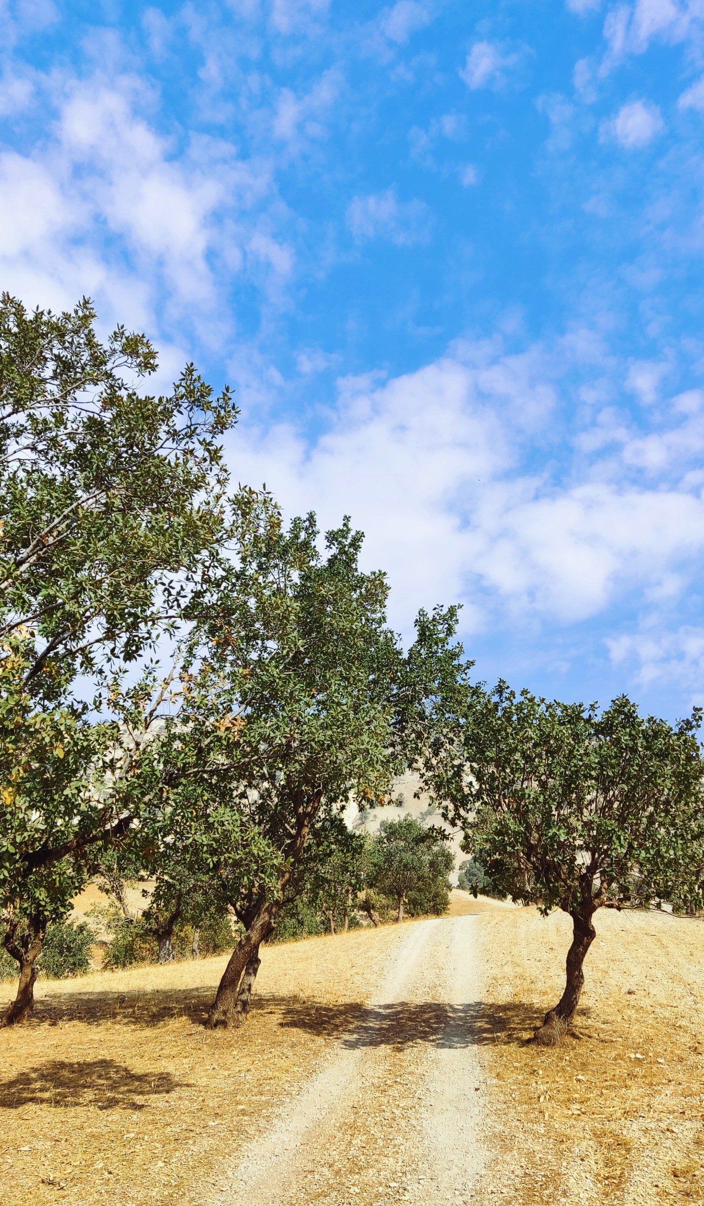 طبیعت زیبای ایلام، جنگل بلوط، طبیعت چهارفصل