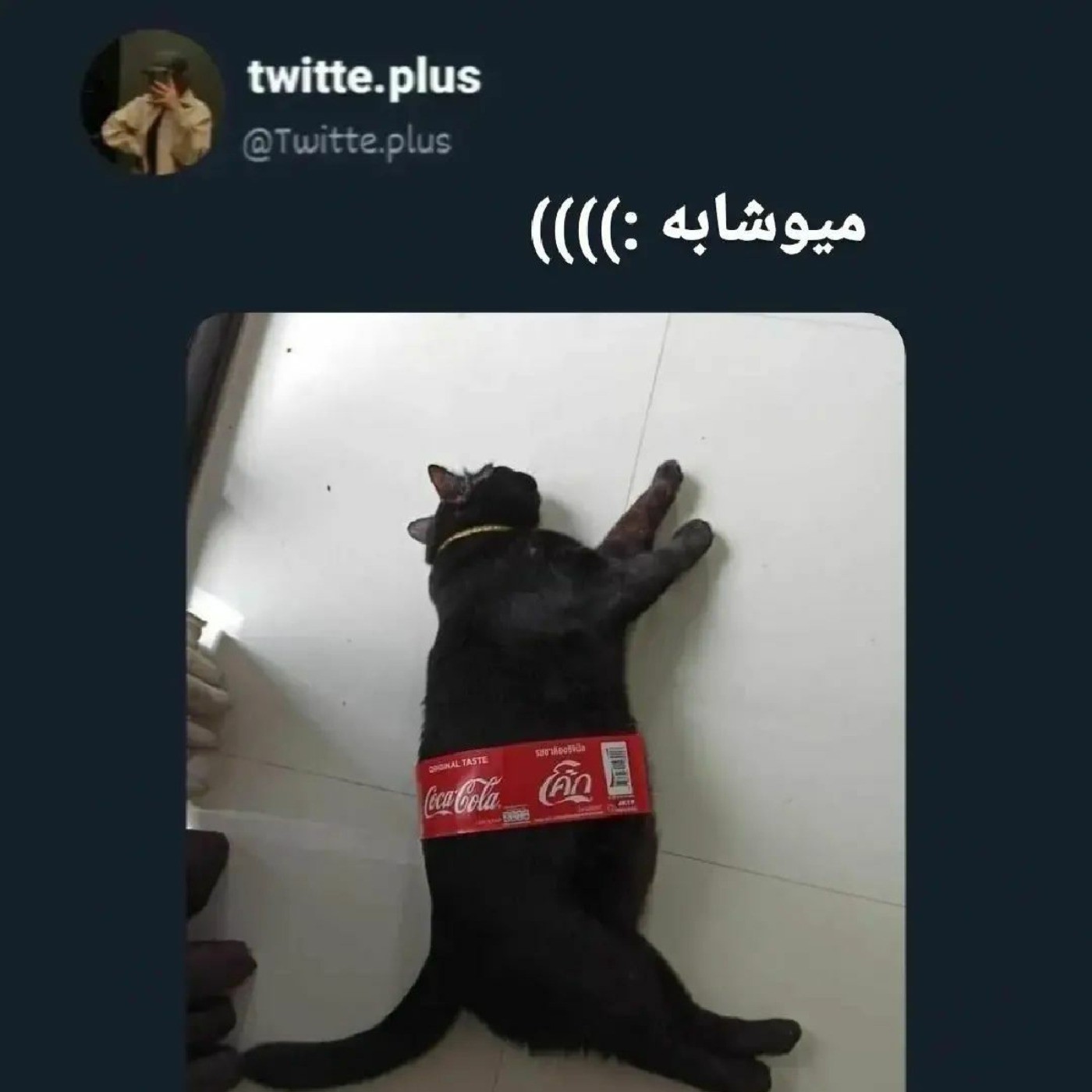 میوشابه نمیخواین ؟🐈‍⬛🐈‍⬛😂😂😂