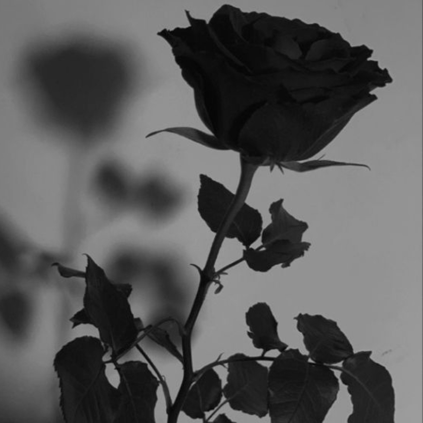 گل سیاه مناسب برای پروفایل جذابتون