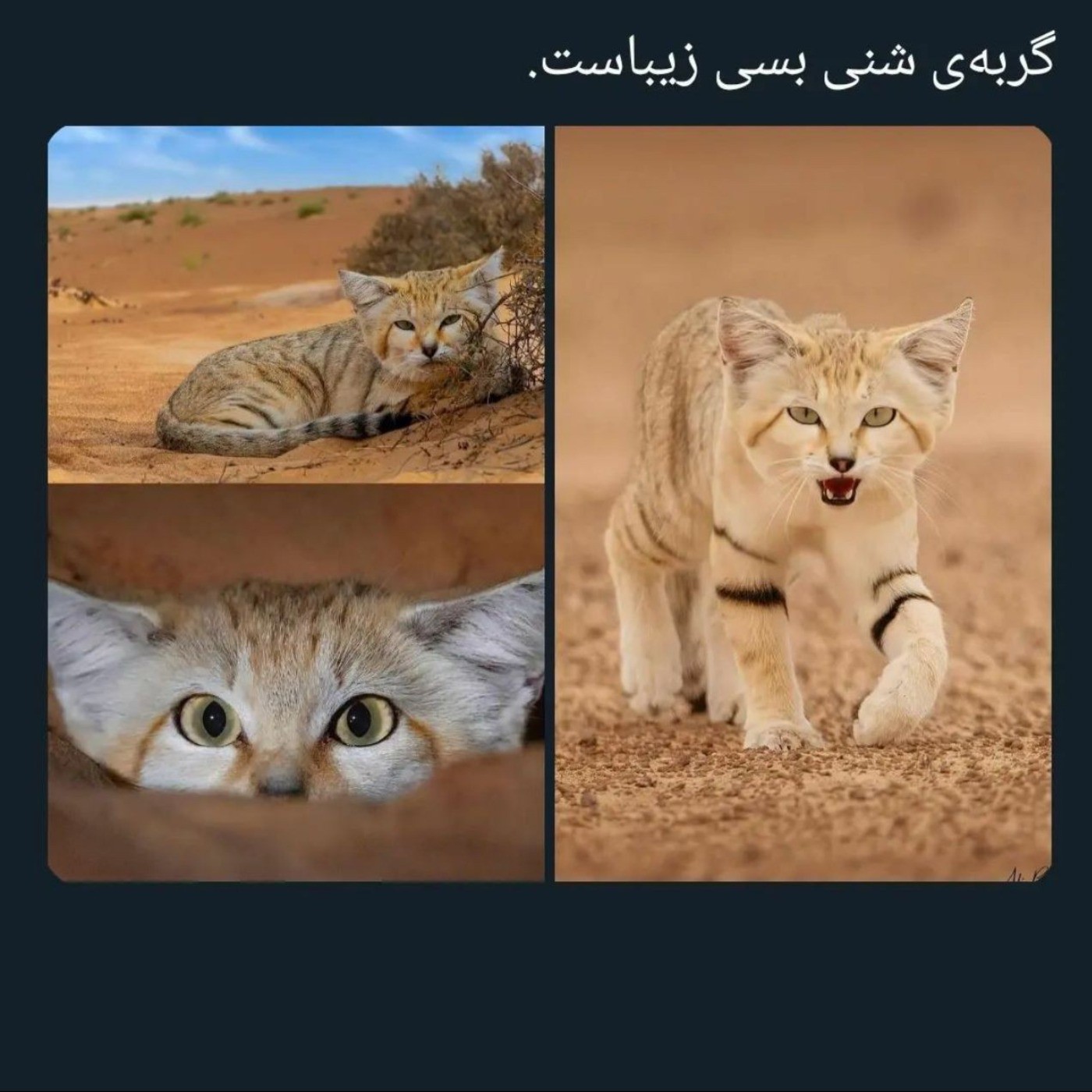 منم میخوام🥹......................