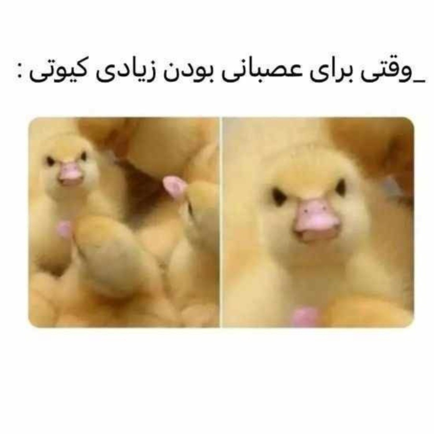 من وقتی زیادی اعصبانیم ولی در عوضش زیادم کیوتم😂