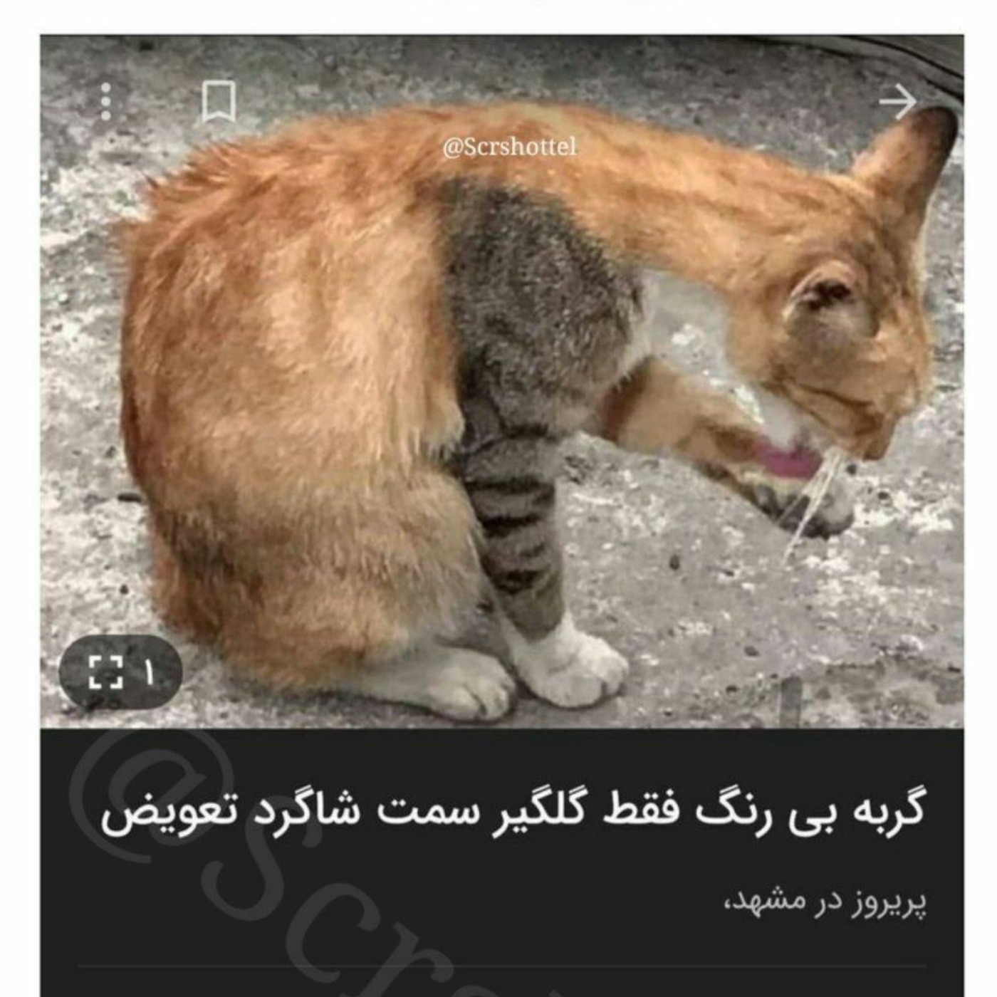 گرگیرش تعویض شده سمت شاگرد😂🐈