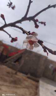 پس زمینه طبیعت در مورد شکوفه درخت 🌺🌺