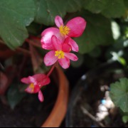 بگونیا عروس(Wax Begonia) گل عروس