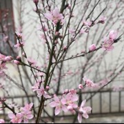 بازم ی عکاسی جدید از شکوفه های زیبا 