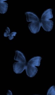 پس زمینه پروانه آبی مود.......🦋🩶