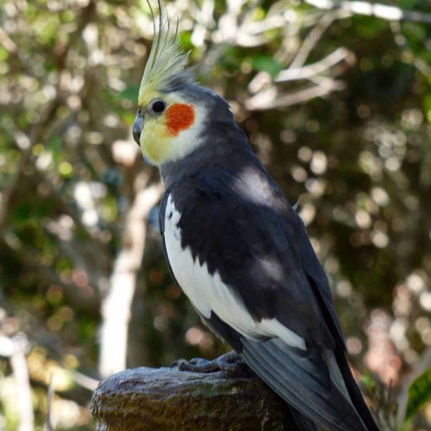 زیبایی عروس هلندی در طبیعت🦜🦜