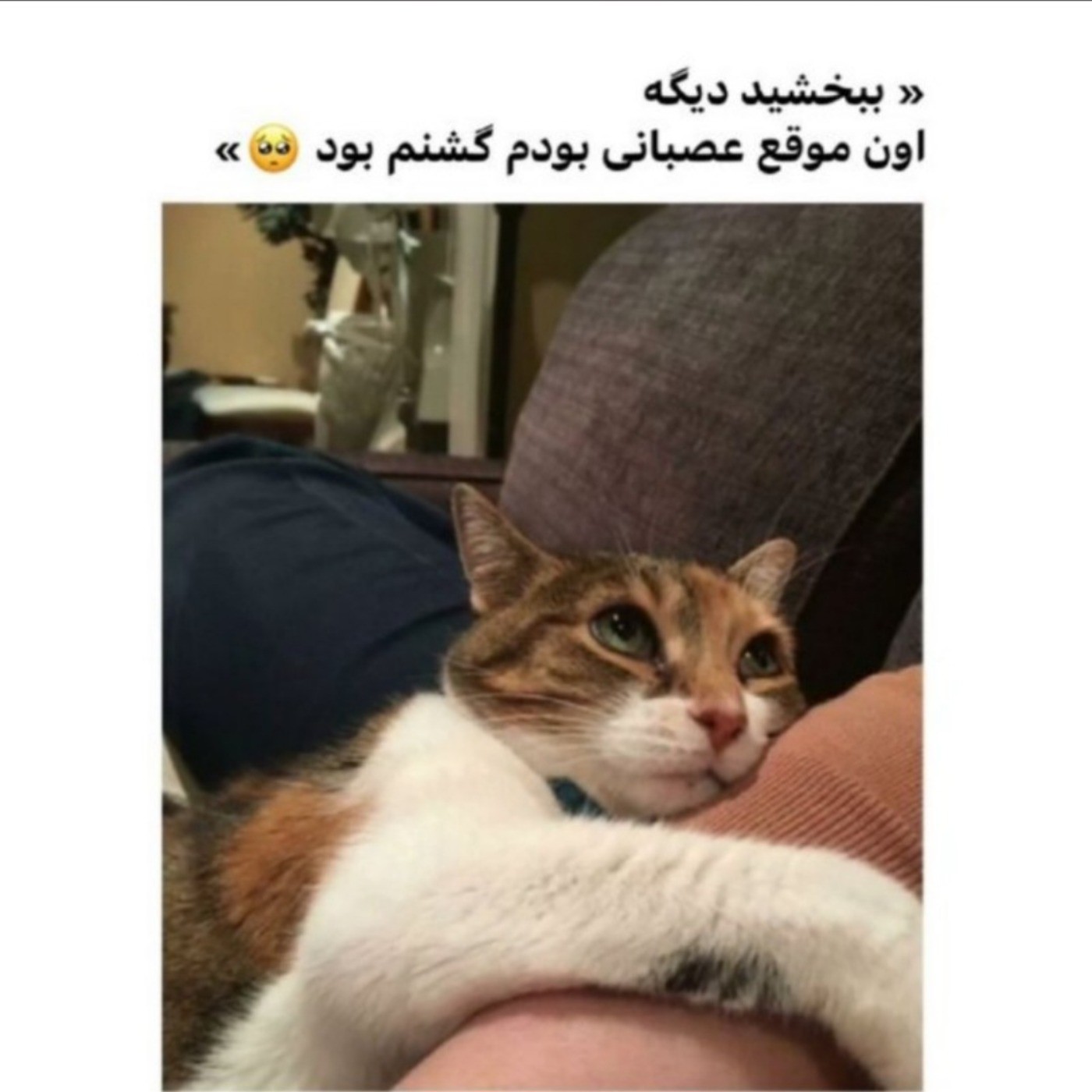 مود دخترا هربا بعد سیر شدن‌‌‌‌‌‌