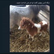 دیگه کسی بهتون گفت تو خر منی ناراحت نشید🥺😂