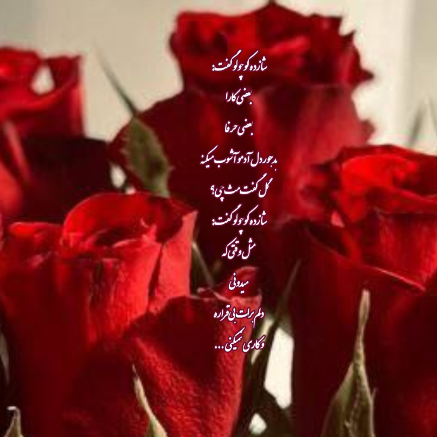 شازده کوچولو _ عکس نوشته _ روباه