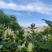 بهاری که نکوست از بهارش پیداست 🌱✨