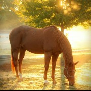 این حس مور مور شودنو فقط سوار کارا می دونن🐎☺️