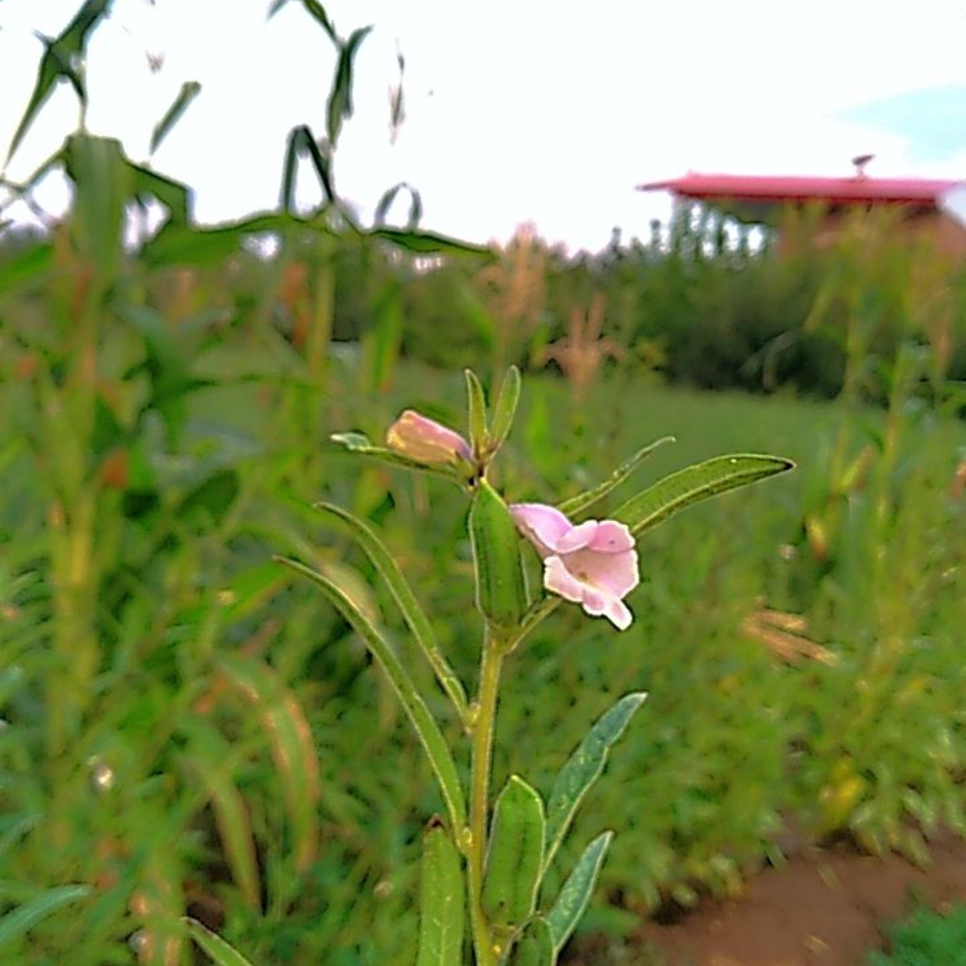 امروز براتون پروف فیک اوردم🦋🌼