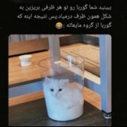 شما بگین گربه مایعه گازه یا جامد😅🙃