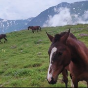 هان مَشو نومید چون واقِف نِه‌ای از سِرِّ غیب باشد اندر پرده 