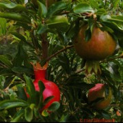 دونیا ئەسوڕێتەوە و دیمەنەکان دووبارە ئەبنەوە ڕۆڵەکانیش ئەگۆ