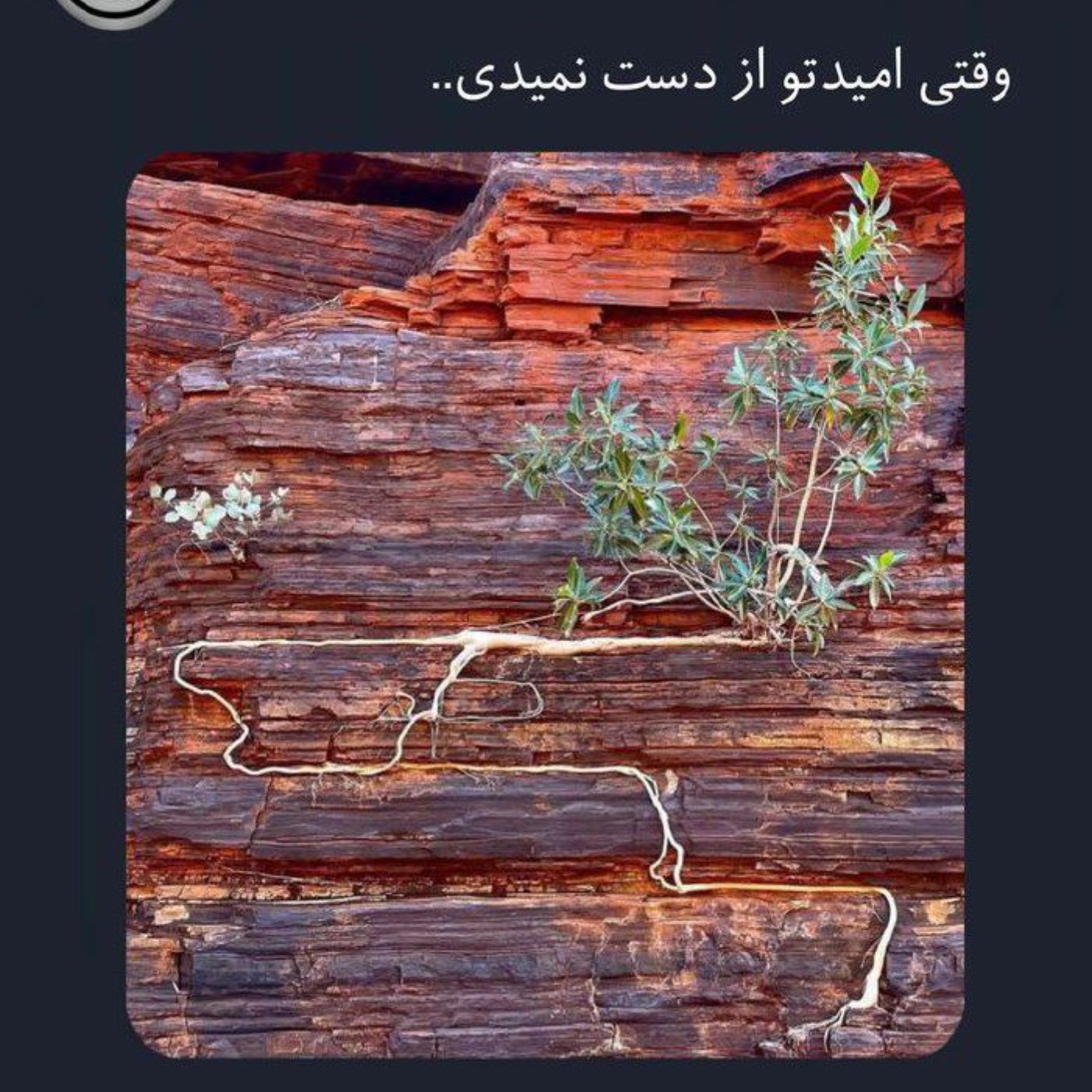 وقتی امیدتو از دست نمیدی 🌱🫠:))))) 