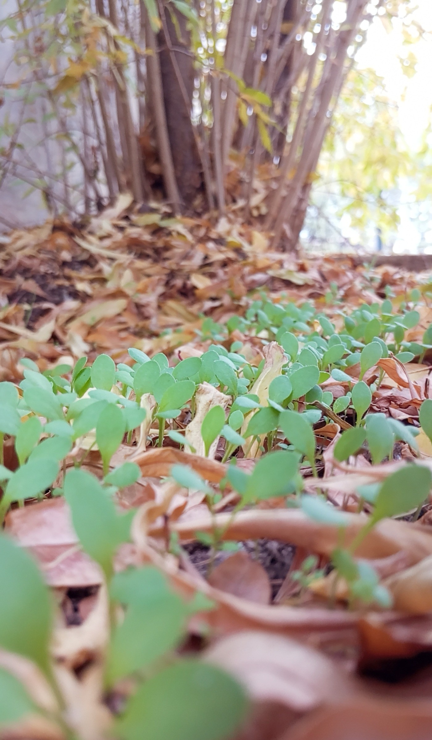 پس زمینه‌خاص‌هنری‌طبیعت‌عکاسی‌.🌱