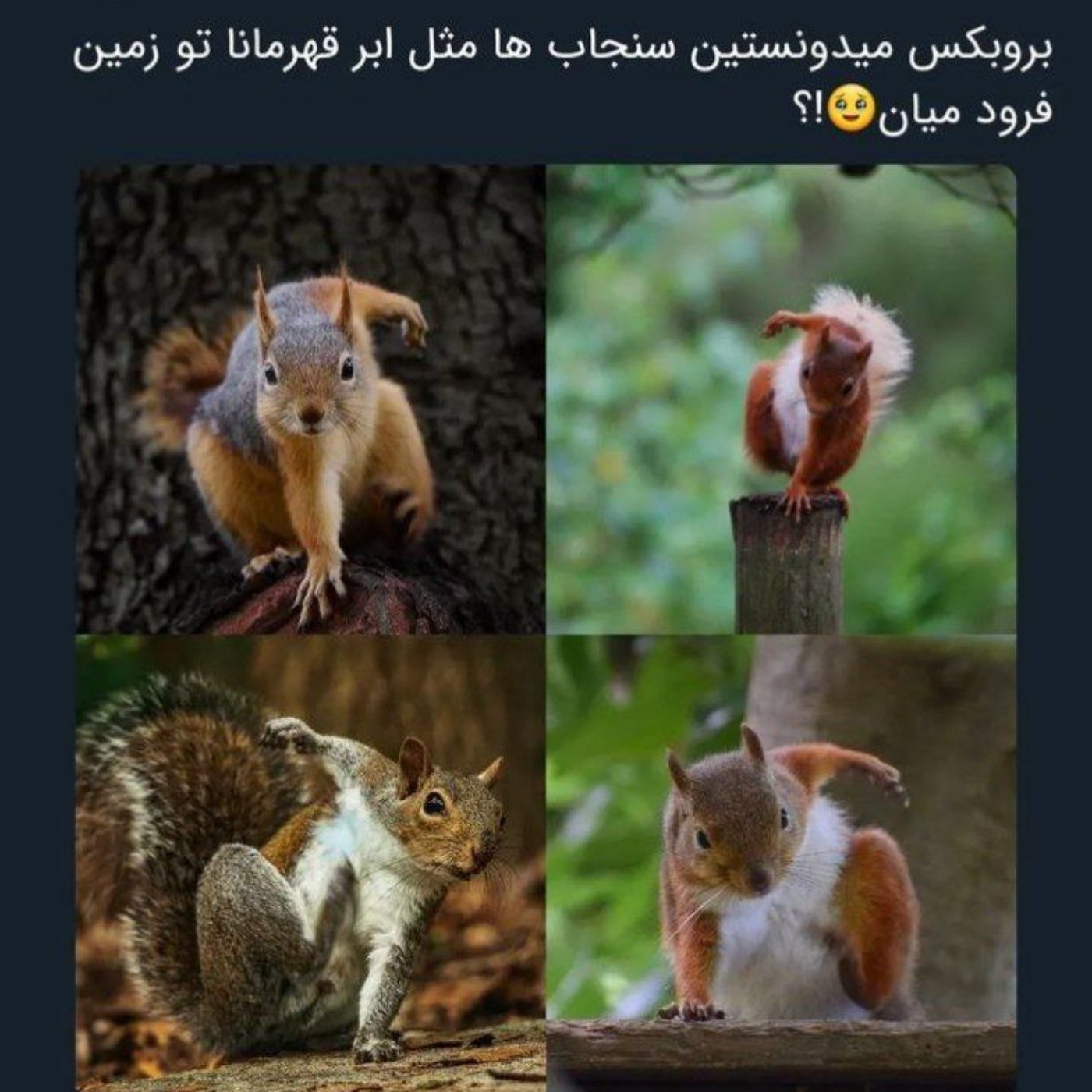 سوژه ی امروز: سنجاب ابر قهرمان