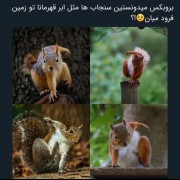 سوژه ی امروز: سنجاب ابر قهرمان