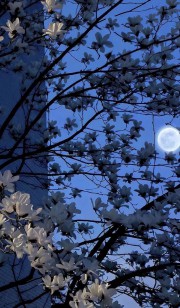 اگه عاشق ماهی جات تو پیجمه 🌙🌒